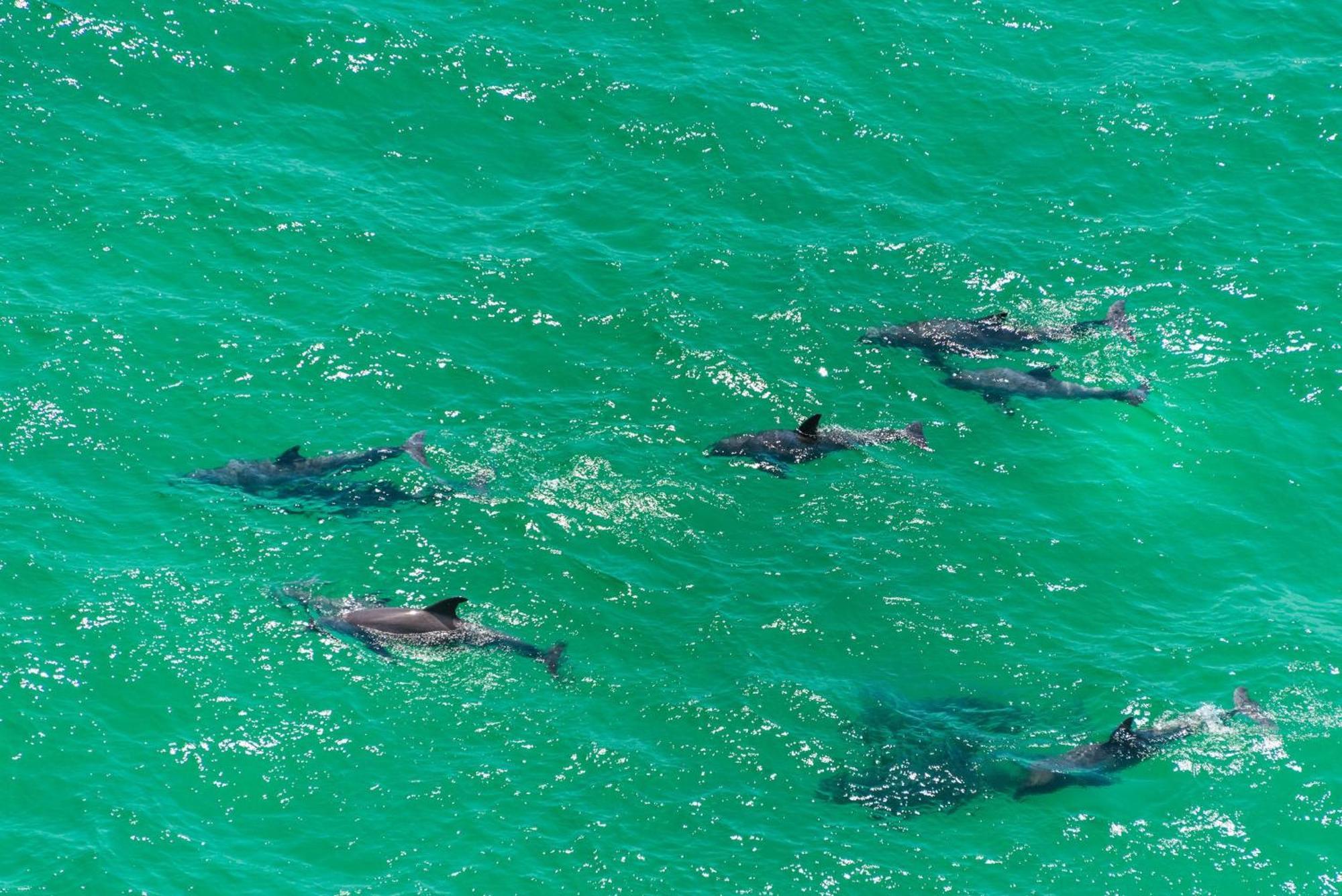 Calypso 1-2109 East Villa Panama City Beach Eksteriør bilde